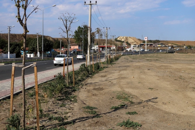 Çorlu’da Ağaçlandırma Ve Bitkilendirme Çalışmaları