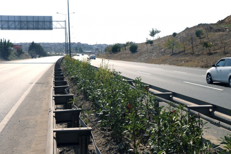 Çorlu’da Ağaçlandırma Ve Bitkilendirme Çalışmaları