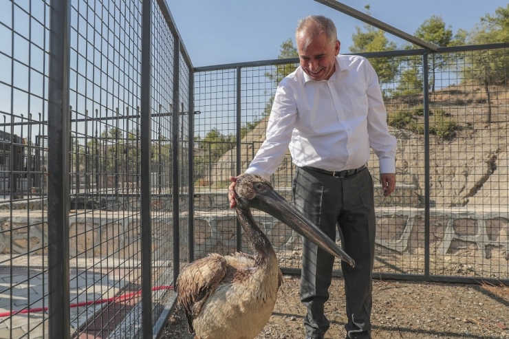 Büyükşehir Bir Yılda 10 Bin 200 Sokak Hayvanına Müdahale Etti