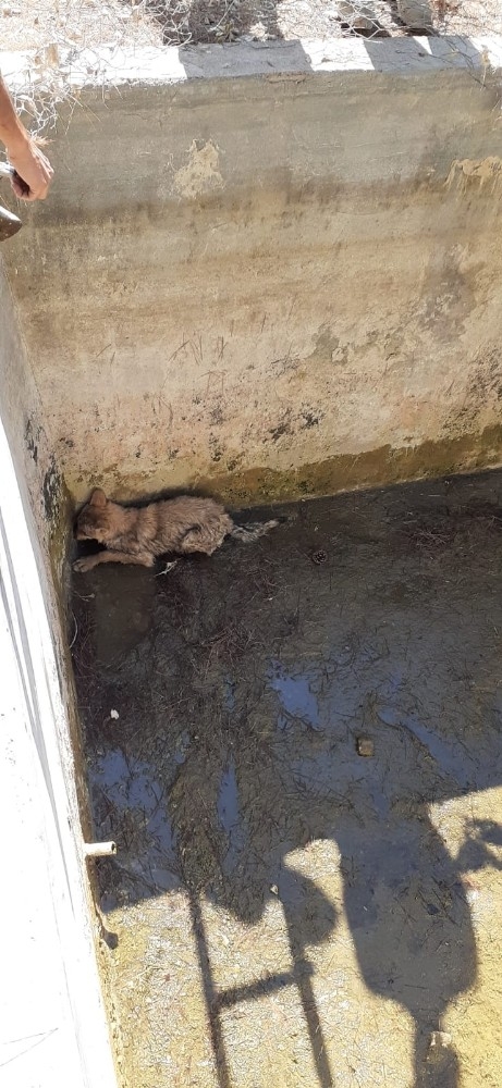 Havuza Düşen Kurdu İtfaiye Kurtardı