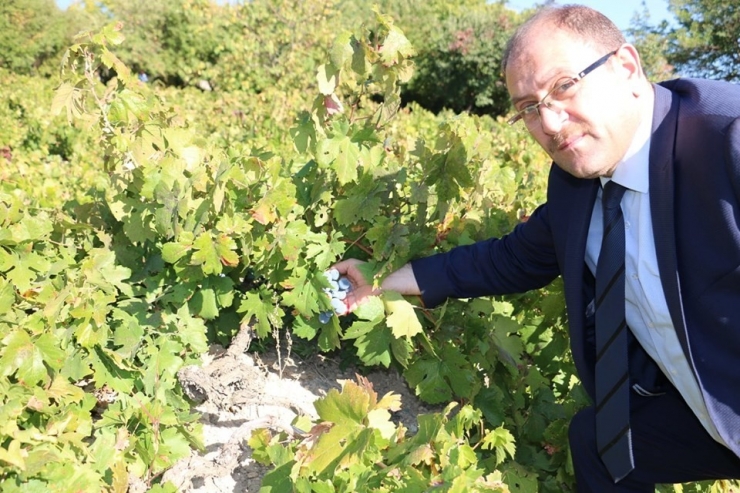 Cimin Üzümünde Rekolte Arttı