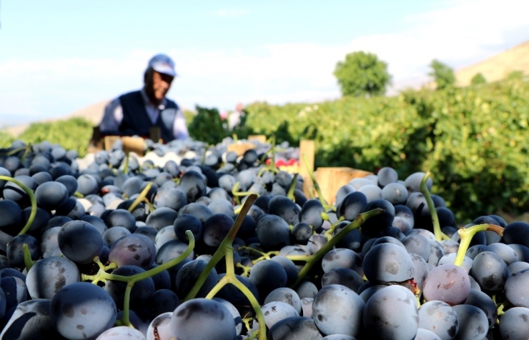 Cimin Üzümünde Rekolte Arttı