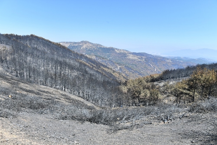 İzmir Valiliğinden Orman Yangınlarıyla İlgili Beklenen İzin Geldi