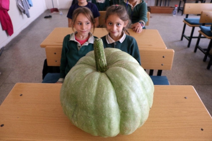 Öğrencilerden 42 Kiloluk Bal Kabağı