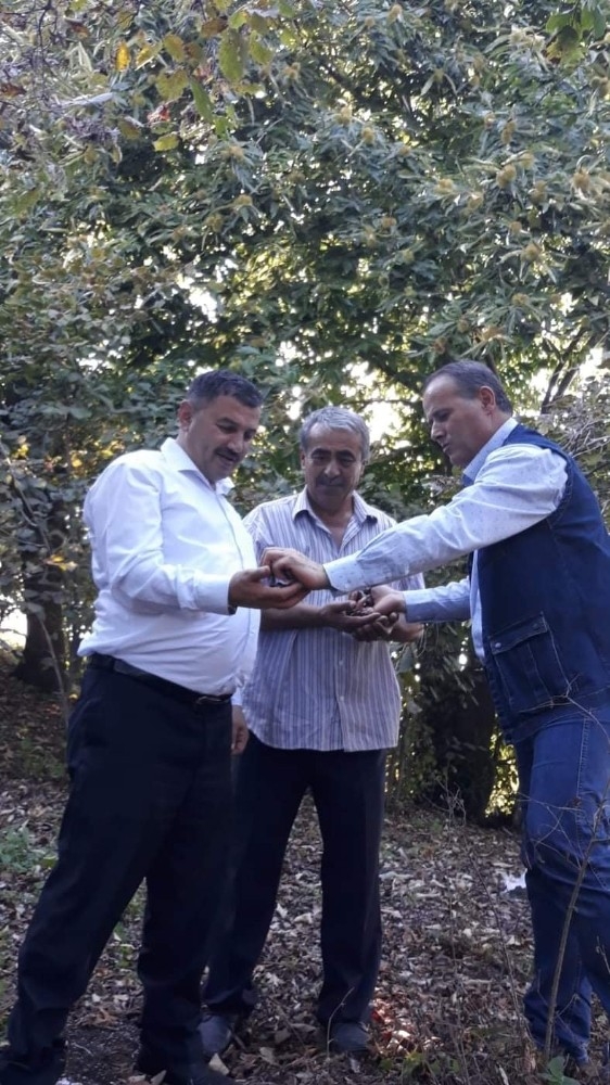 Yılda İki Dönem Ürün Veren Kestane