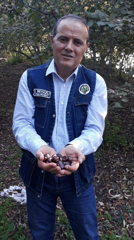 Yılda İki Dönem Ürün Veren Kestane