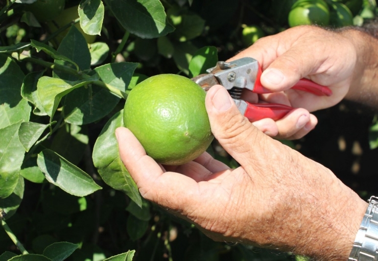 Limon Diyarında Hasat Başladı