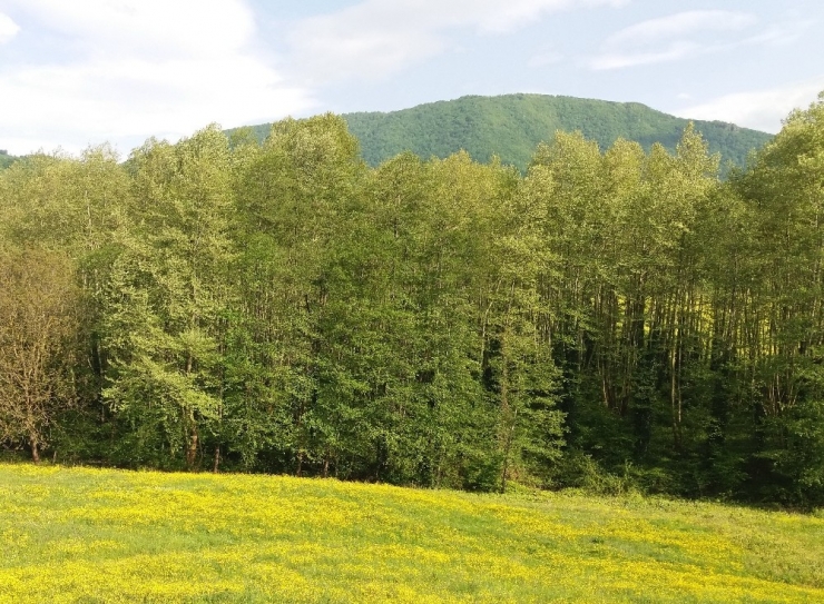 Orman Bölge Müdürlüğünden Samsun’a 50 Milyonluk Yatırım