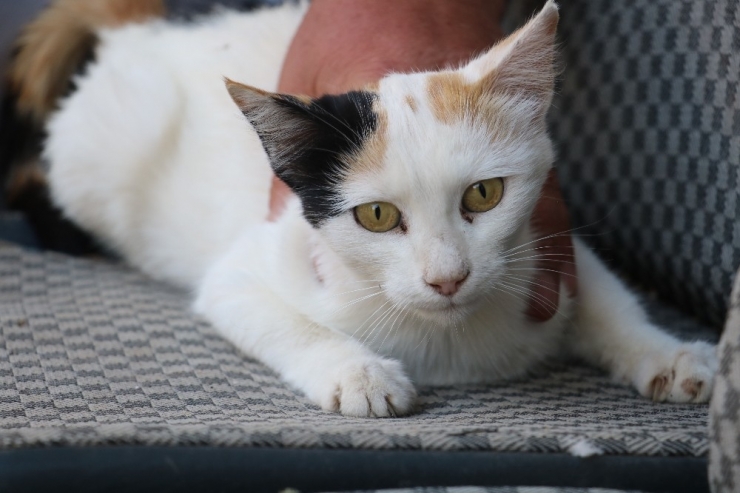 Sivas’ın Avcı Kedileri Avladıkları Yılanlarla Besleniyor