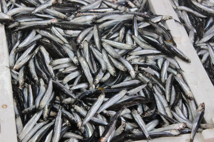 Türkeli’de Hamsi Bereketi