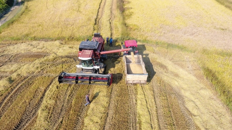 Sinop’ta Çeltik Hasadı Başladı