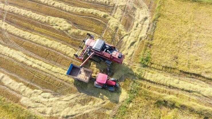 Sinop’ta Çeltik Hasadı Başladı