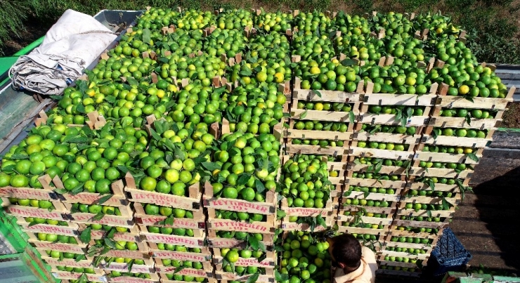 Irak’a Mandalina İhracatı Durdu, Tırlar Gümrükten Döndü