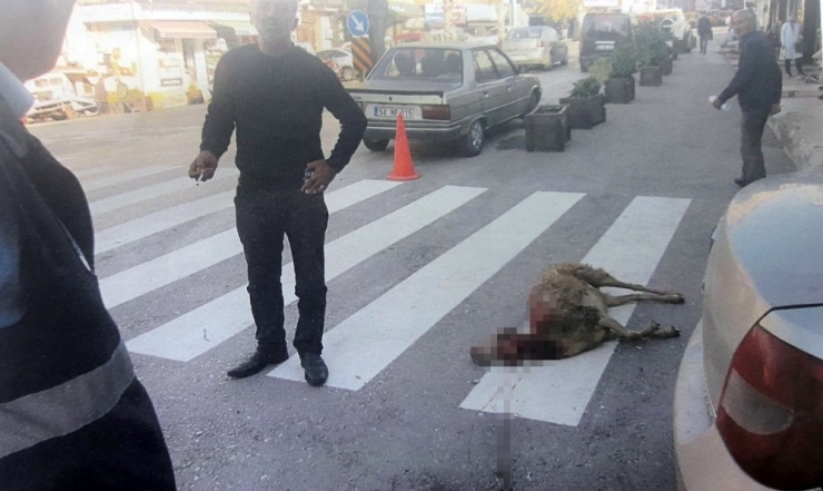 Başıboş Köpekler 9 Koyunu Boğarak Telef Etti