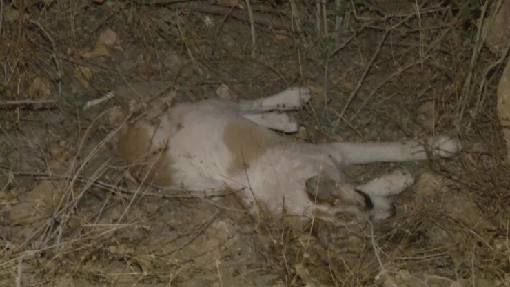 Başkentte ‘İki Köpek Zehirli Sosislerle Öldürüldü’ İddiası
