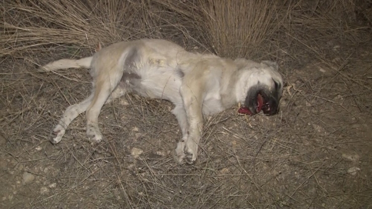 Başkentte ‘İki Köpek Zehirli Sosislerle Öldürüldü’ İddiası