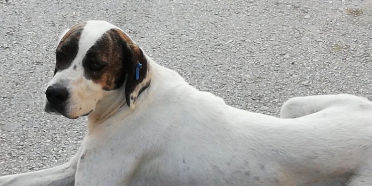 Antalya’da İlkokul Öğrencisi, Okul Dönüşü Sokak Kopeğinin Saldırısına Uğradı