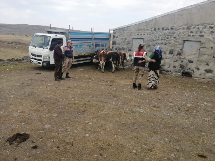 Arpaçay’da Kaybolan Hayvanlar Bulundu