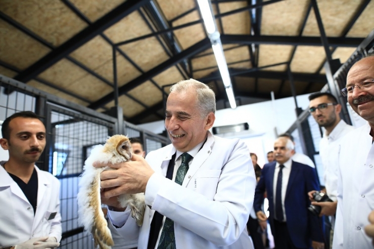 Peçeli Baykuş Dünya Hayvanları Koruma Günü’nde İlgi Odağı Oldu