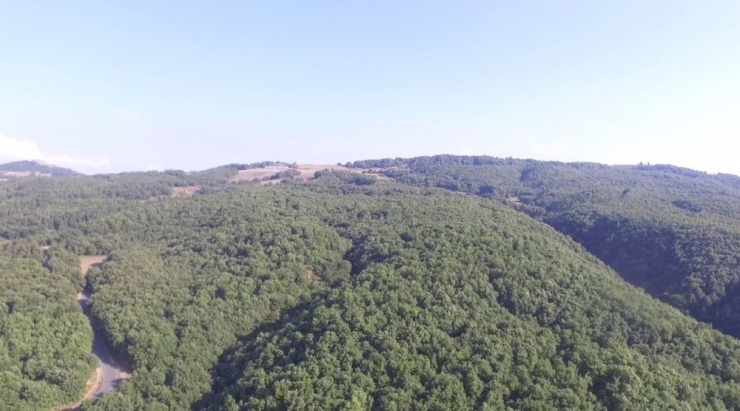 700 Bin Meşe Ve Kayın Ağacı Kurtuldu