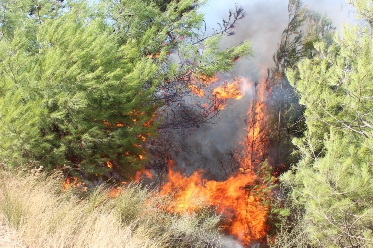 Hatay’da Orman Yangını