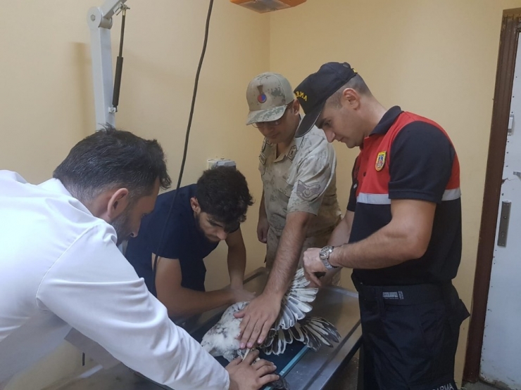 Siirt’te Yaralı Halde Mısır Akbabası Bulundu