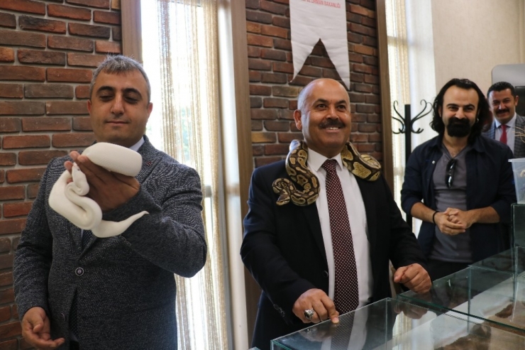 Bakmaya Cesaretleri Yoktu, Boyunlarına Doladılar