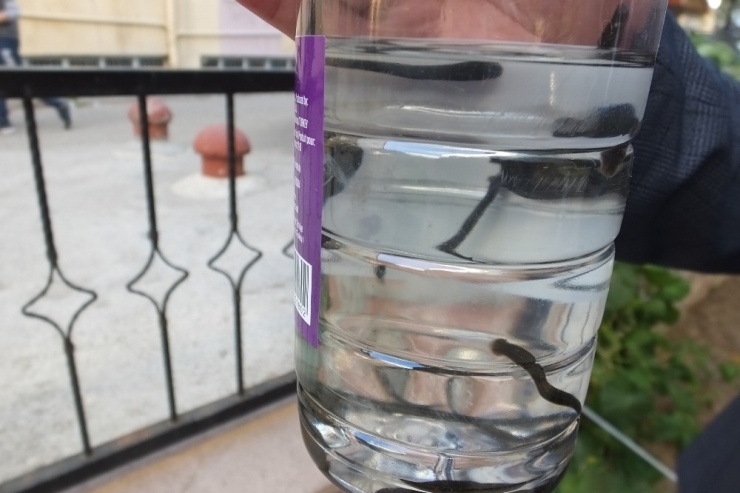 Burhaniye’de Müdür Sülükle Şifa Buluyor