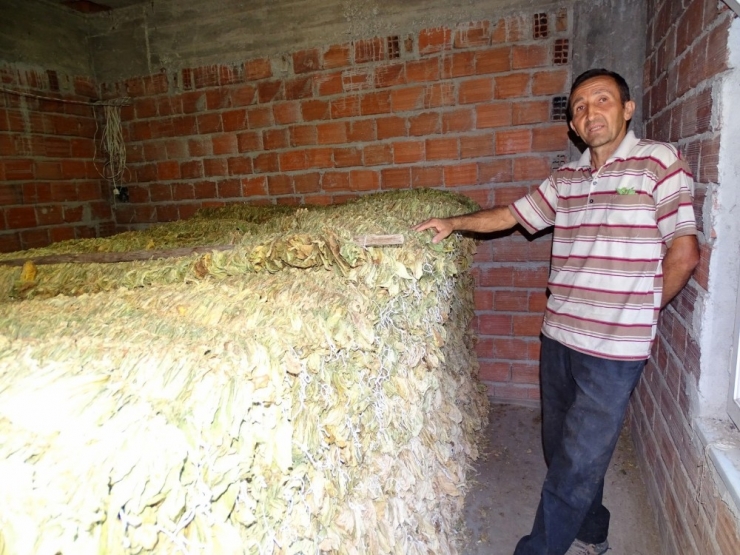 Hisarcıklı Tütün Üreticisinde Yüksek Fiyat Beklentisi