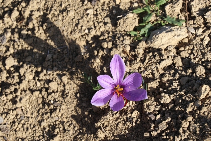 "Dünyanın En Pahalı Baharatı"nda Hasat Başladı