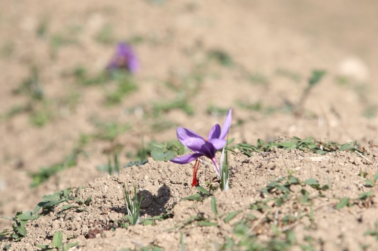 "Dünyanın En Pahalı Baharatı"nda Hasat Başladı