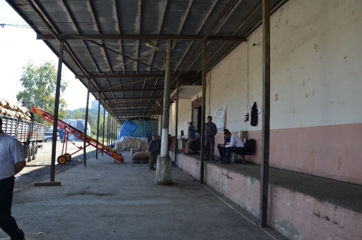 Fındıkta Randıman Tepkisi