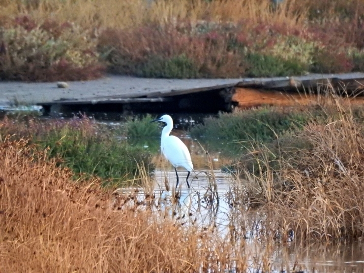 Alaçatı’daki Azmak Bölgesinde İlk Kuş Gözlemi