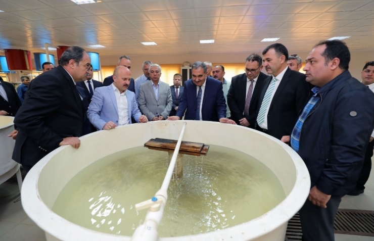 Yedikır’dan 7 Milyon Pullu Sazan Yavrusu