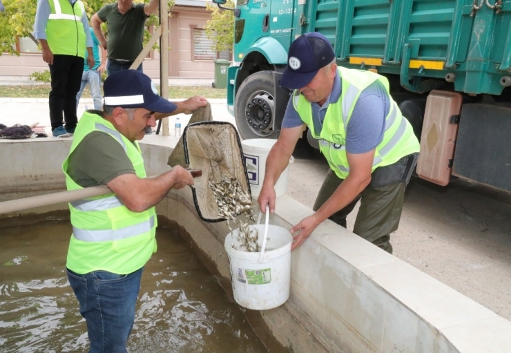 Yedikır’dan 7 Milyon Pullu Sazan Yavrusu