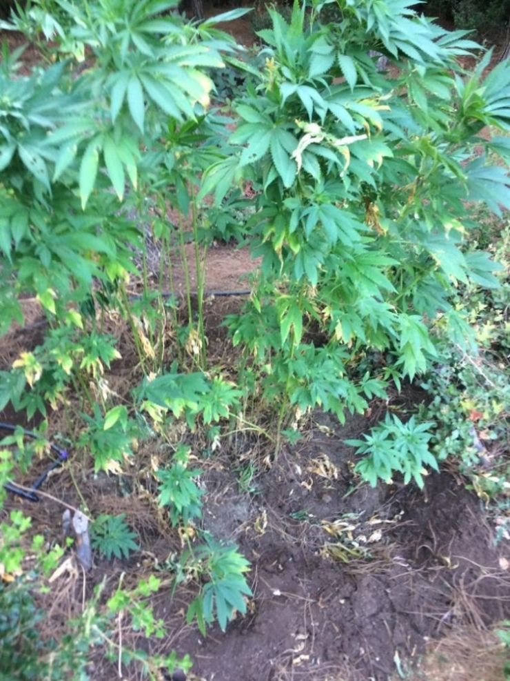 Hatay’da 60 Kök Hint Keneviri Ele Geçirildi