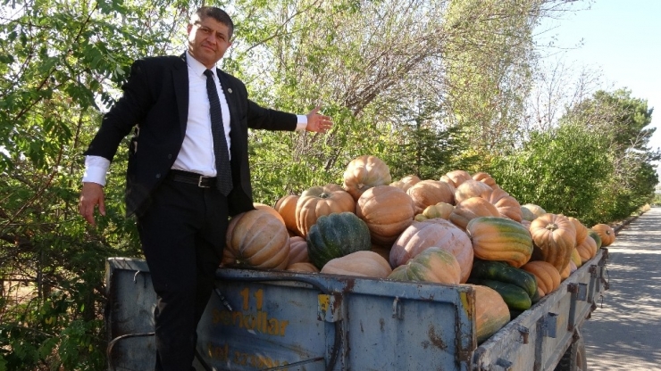 Isparta’da Kabak Hasadı Başladı