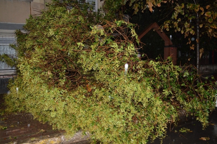 İstanbul’da Etkili Olan Yağmur, Bazı Ağaçları Yola Devirdi