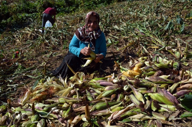 Mısır Tarlalarında Hasat Başladı