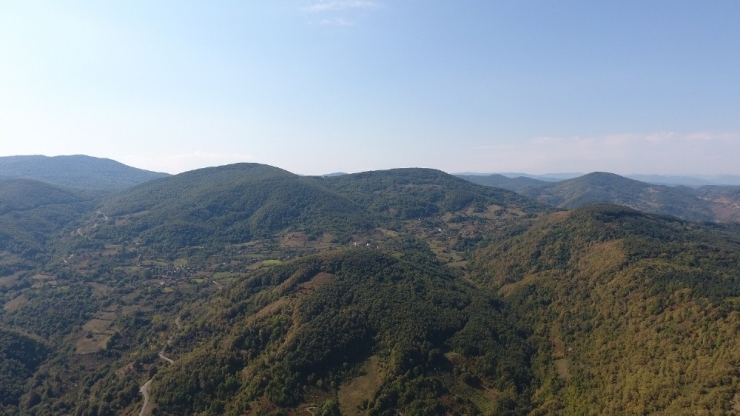 Sinop’ta Kestane Hasadı Zamanı