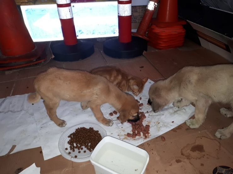 Yaralı Kedi Ve Üzerlerinden Araç Geçen İki Yavru Köpek, Tedavi İçin İstanbul’a Gönderildi