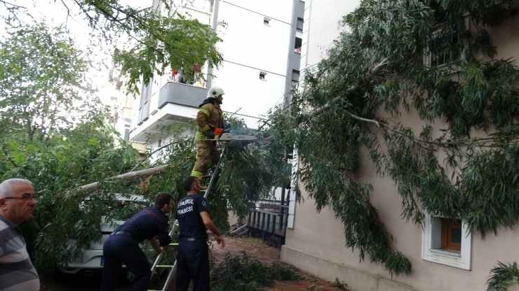 Maltepe’de Rüzgar Nedeniyle Kopan Ağaç Otomobilin Üzerinde Devrildi