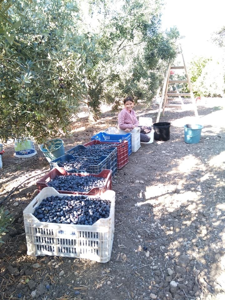 Didim Zeytin Festivaline Hazırlanıyor