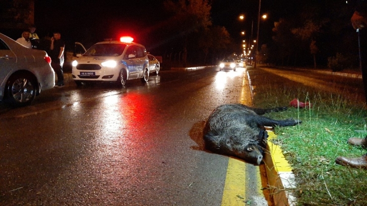 Şehir Merkezine İnen Domuz Kazaya Neden Oldu