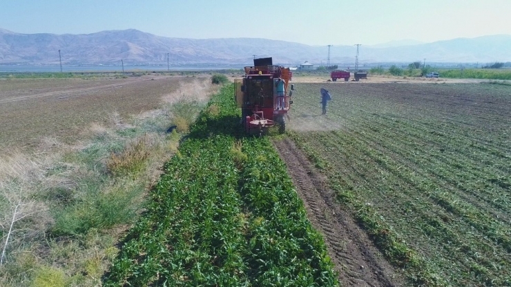 Bin 145 Çiftçinin Ektiği Pancarda Verim Yüz Güldürdü