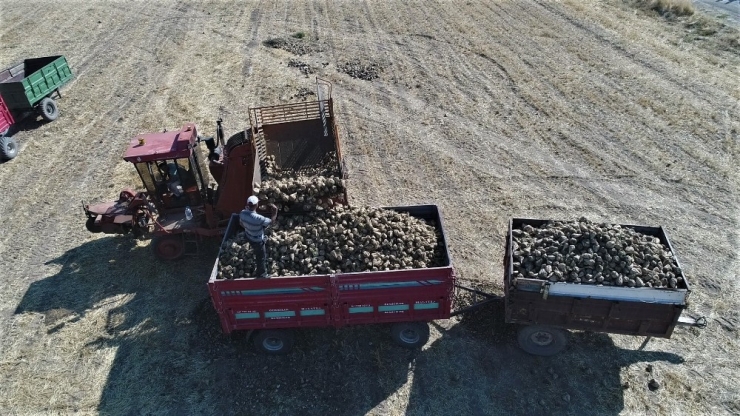 Bin 145 Çiftçinin Ektiği Pancarda Verim Yüz Güldürdü