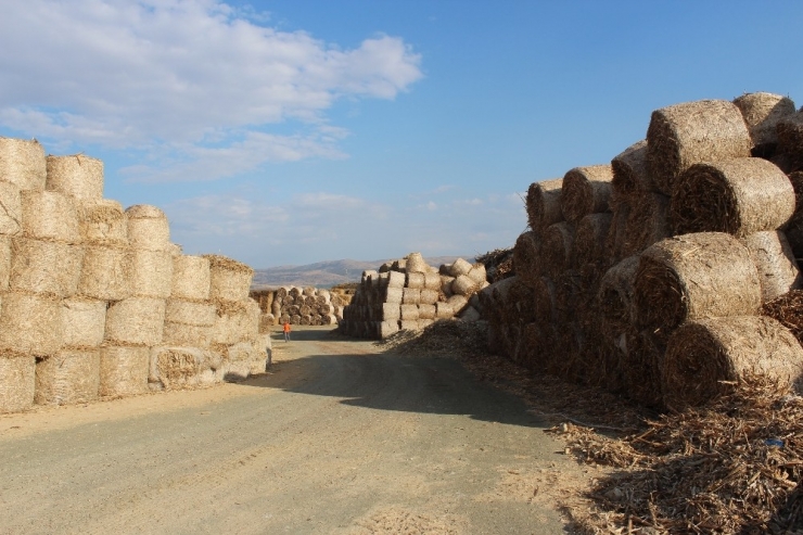 Biyokütle Enerji İçin Bitkisel Atık Alımına Başlandı