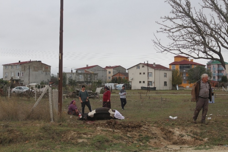 Elektrik Kaçağı Hayvanları Telef Etti