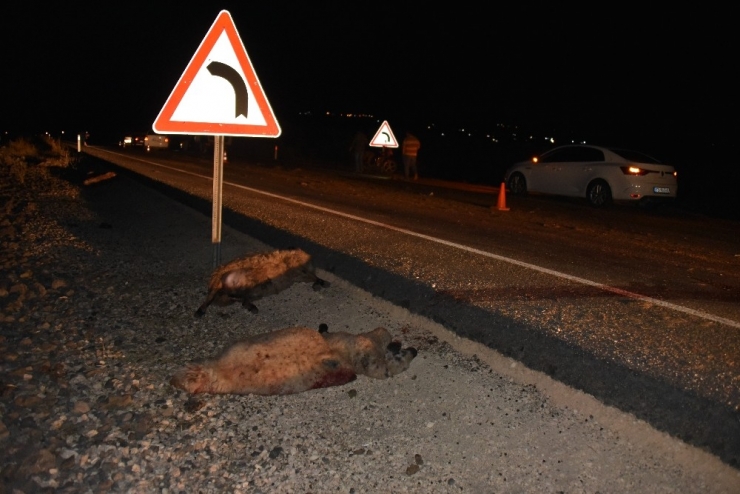 Otomobil Koyun Sürüsüne Daldı: 40 Koyun Telef Oldu