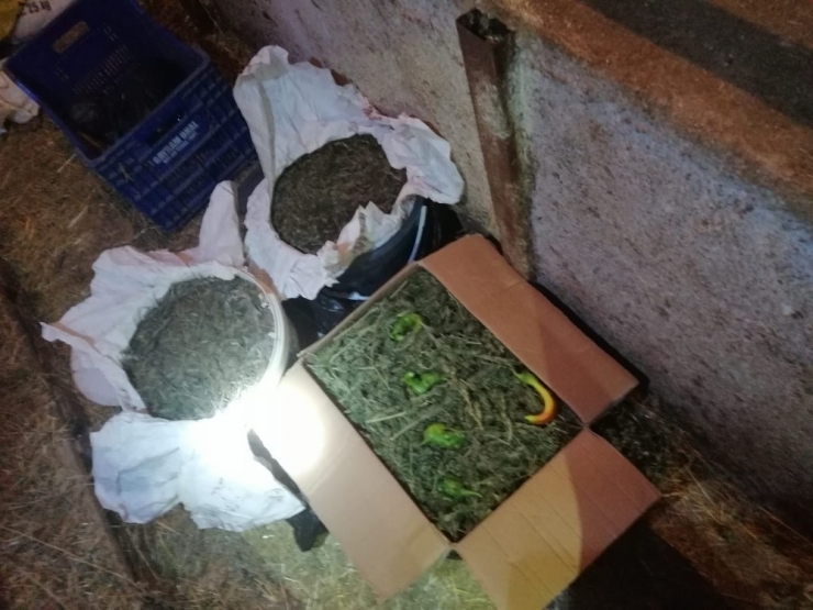 Jandarma Aradığı Uyuşturucuyu Arı Kovanının İçinde Buldu